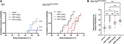 Therapeutic effects of KRM-II-81, positive allosteric modulator for α2/3 subunit containing GABAA receptors, in a mouse model of Dravet syndrome